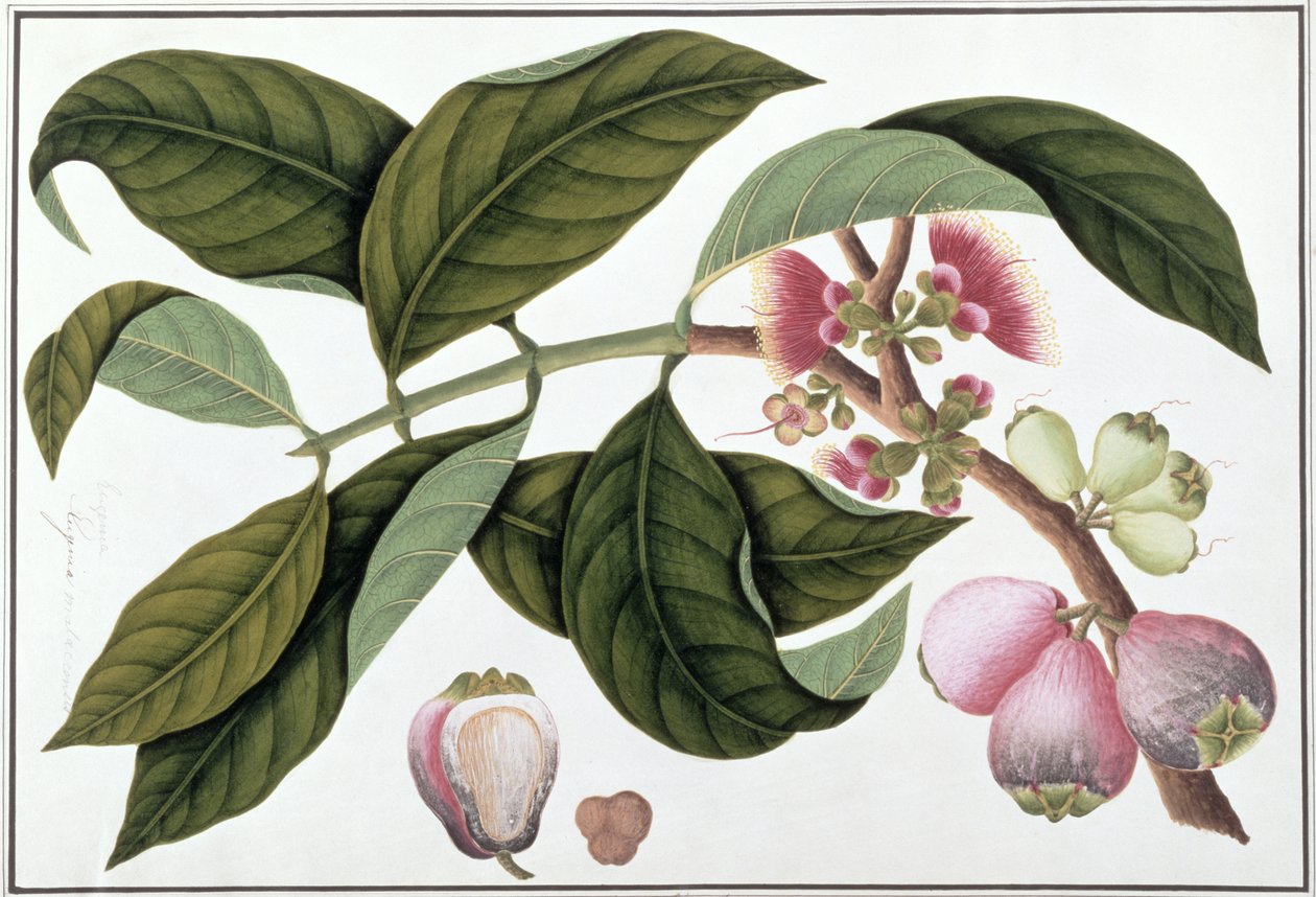 Eugenia vagy Jamboo Teloie poote, a Növényrajzok Malacca-ból, 1805-1818 körül (wc papíron) alkotó: Chinese School