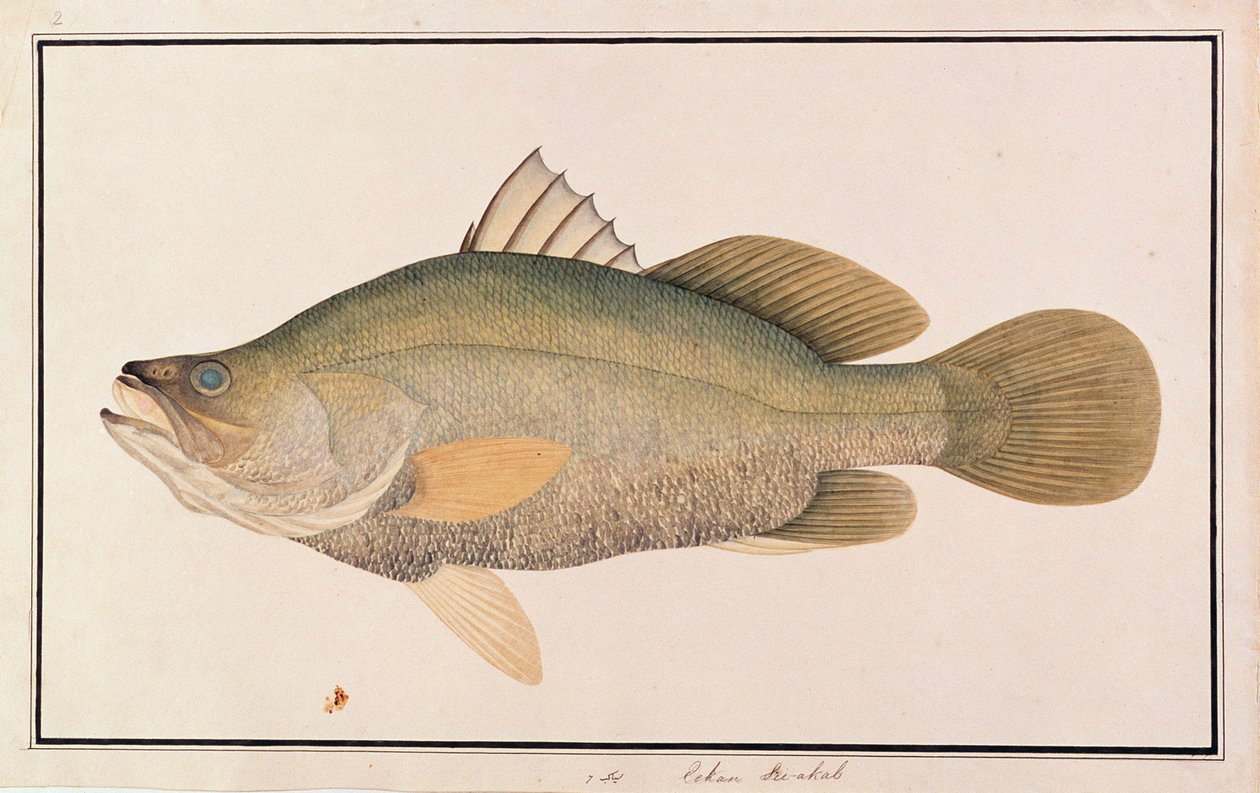 Óriás tengeri sügér, Malacca halak rajzaiból, 1805-1818 körül (wc papíron) alkotó: Chinese School