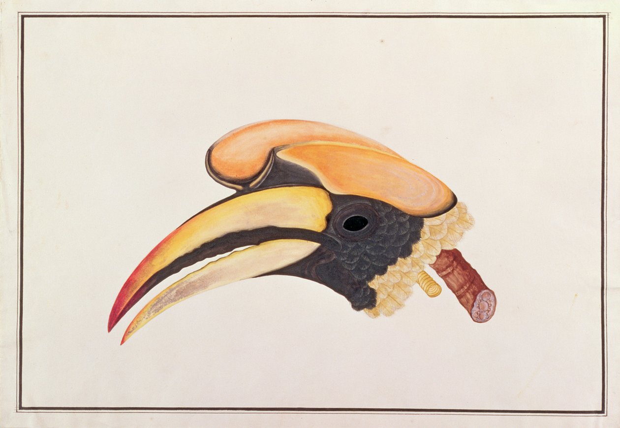 Nagy szarvascsőrű, a Madarak rajzaiból, 1805-1818 körül (wc papíron) alkotó: Chinese School