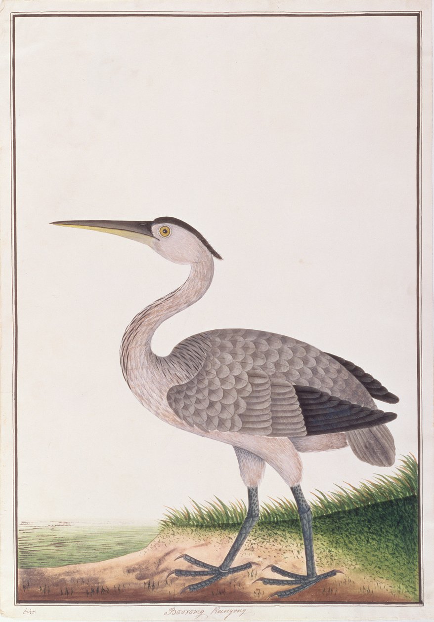 Szürke gém, a Drawings of Birds from Malacca, 1805-1818 körül (wc papíron) alkotó: Chinese School