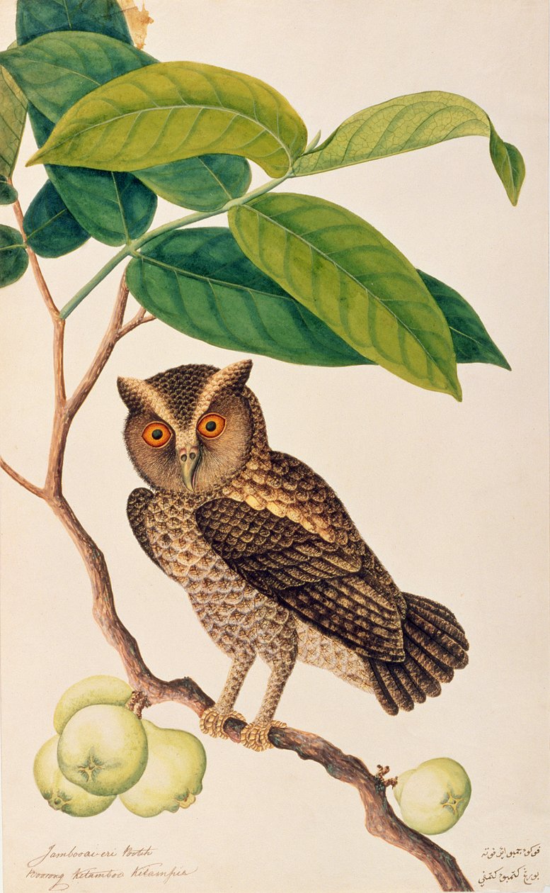 Jambooai-eri Pootih, Boorong Ketamboo Ketampin, Drawings of Birds from Malacca, 1805-1818 körül (wc papíron) alkotó: Chinese School