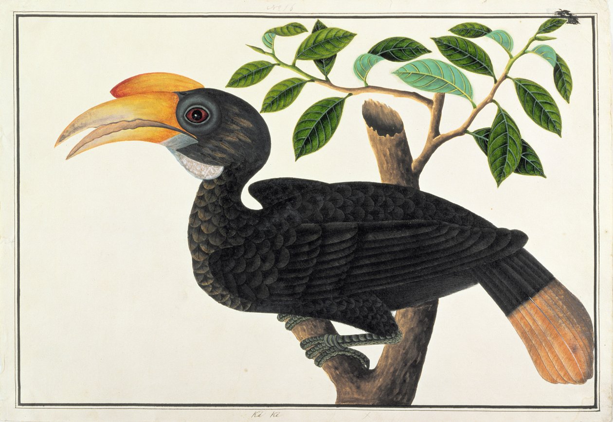 Ke ke, a Drawings of Birds from Malacca, c.1805-1818 (wc papíron) alkotó: Chinese School