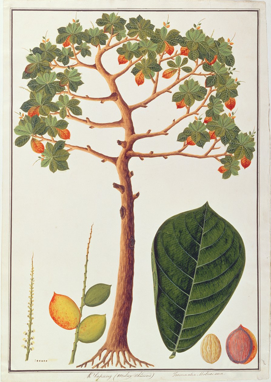 Klapang Terminalia Molucana vagy maláj mandula, a Növényrajzok Malacca-ból, 1805-1818 körül (wc papíron) alkotó: Chinese School