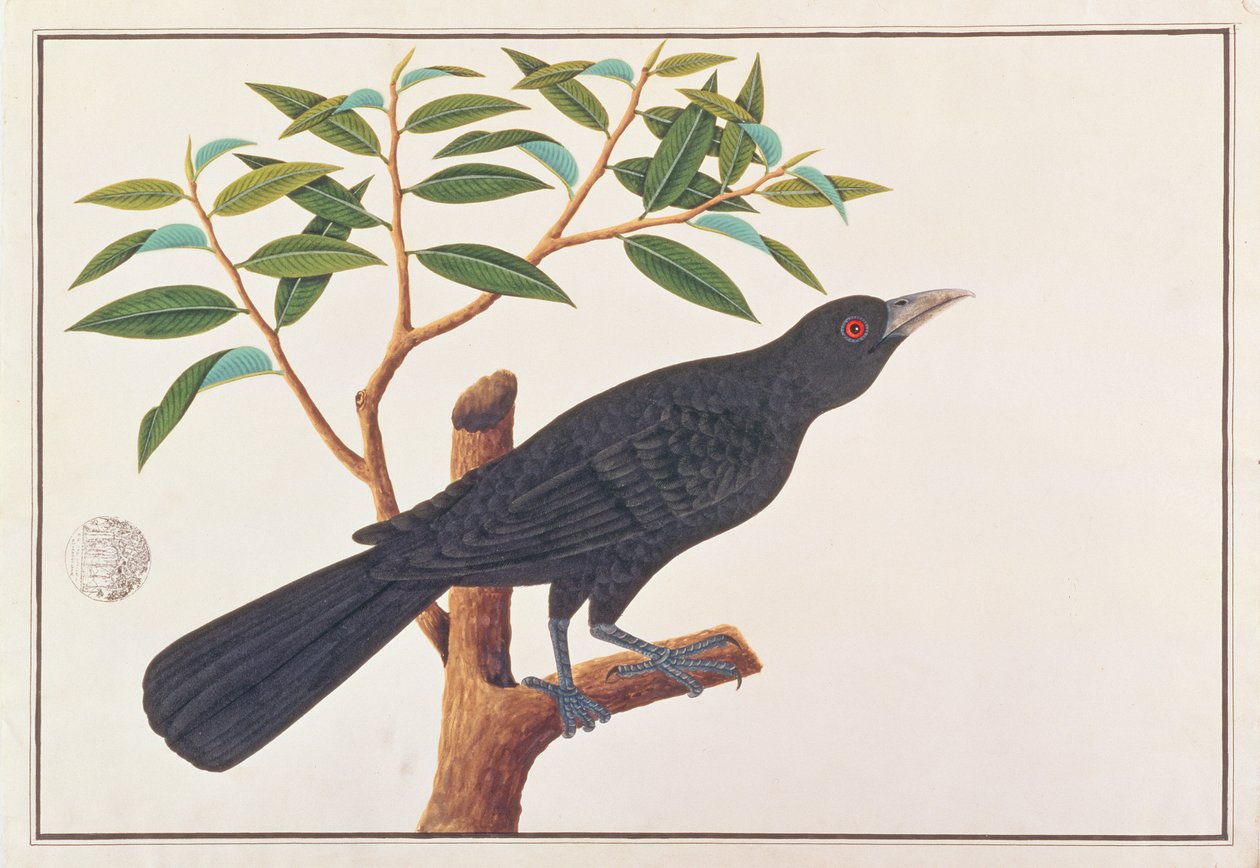 Koel, a Drawings of Birds from Malacca, 1805-1818 körül (wc papíron) alkotó: Chinese School