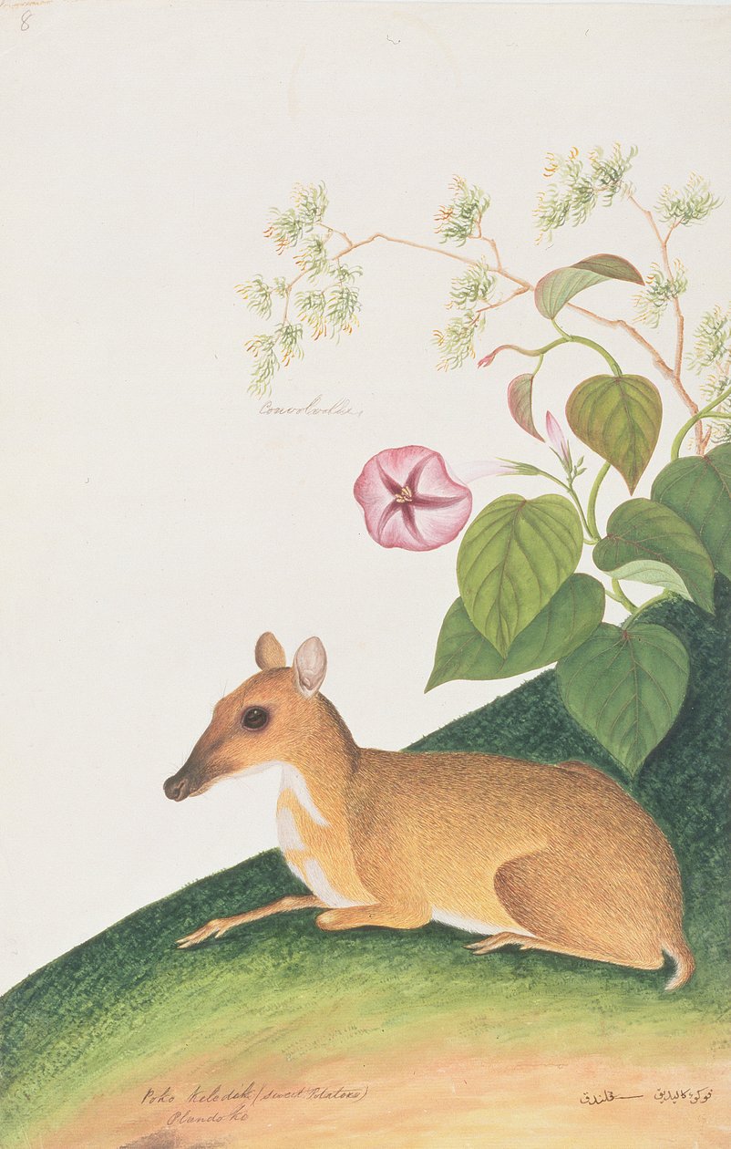 Lesser Mousedeer, Rajzok állatokról, rovarokról és hüllőkről Malaccából, 1805-1818 körül (wc és gouache papíron) alkotó: Chinese School