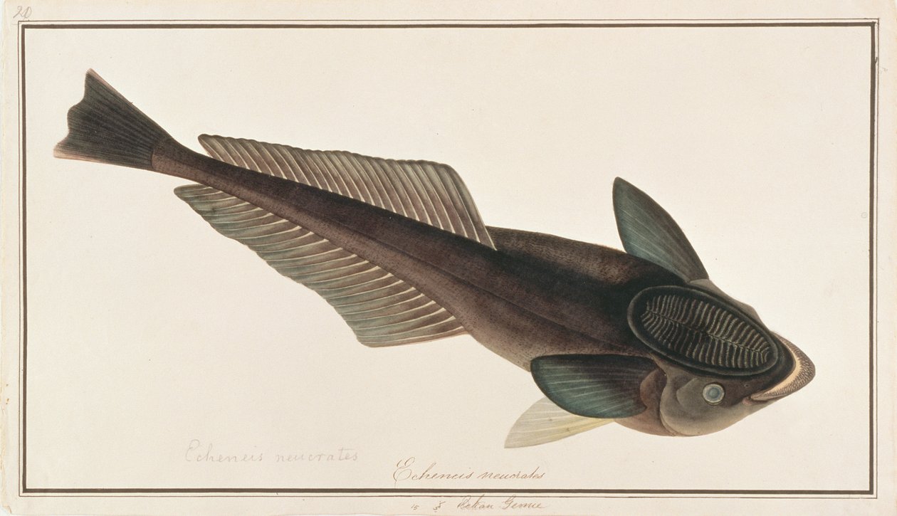 Élő cápaszívó, a Drawings of Fishes from Malacca, 1805-1818 körül (wc papíron) alkotó: Chinese School