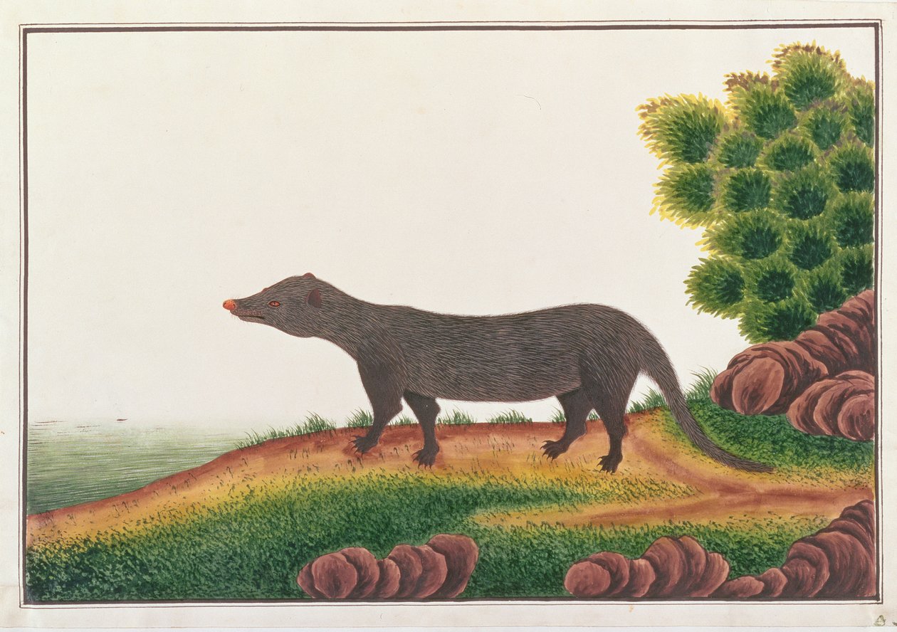 Mongoose, a Rajzok állatokról, rovarokról és hüllőkről Malacca-ból, 1805-1818 körül (guache és wc papíron) alkotó: Chinese School