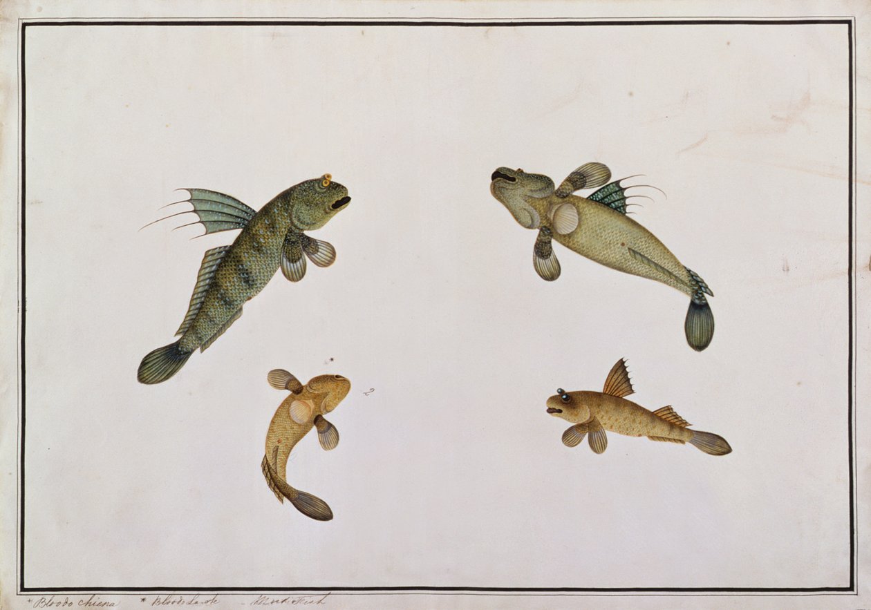 Mud Fish, Bloodo chiena, Bloodo La-ore, a Drawings of Fishes from Malacca, 1805-1818 körül (wc papíron) alkotó: Chinese School