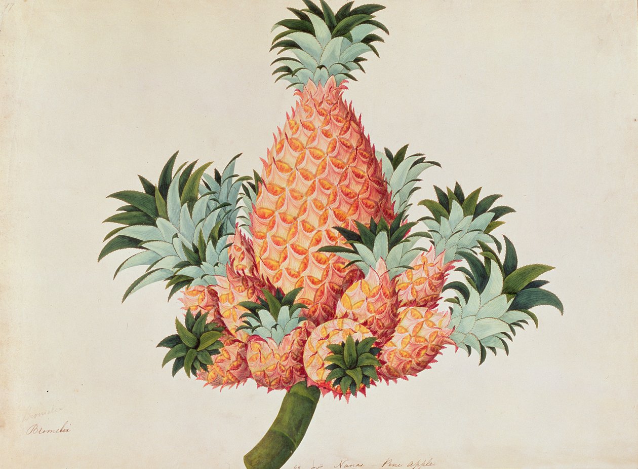 Nanas vagy ananász, Malacca növényrajzaiból, 1805-1818 körül (wc papíron) alkotó: Chinese School