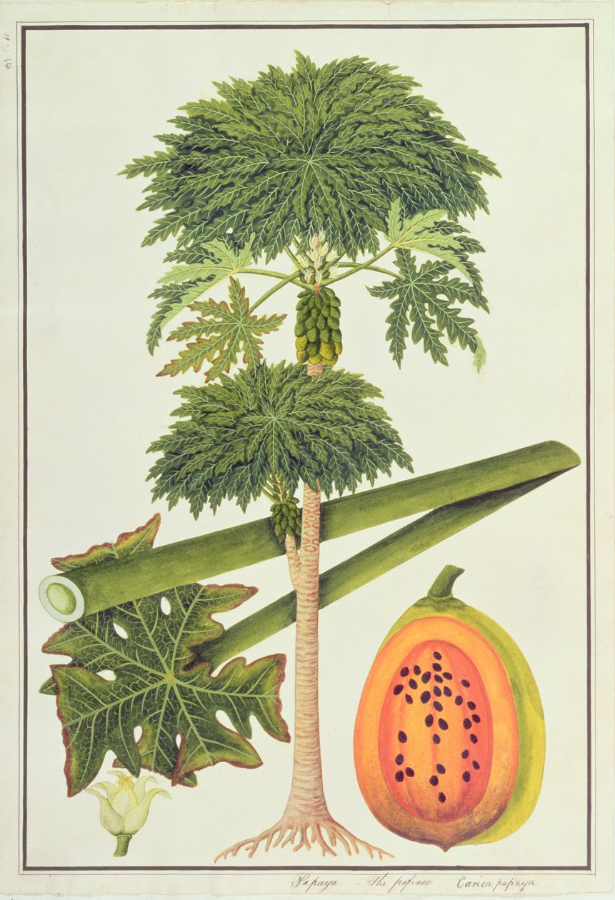 Papaya, The Papau vagy Caica Papaya, a Növényrajzok Malacca-ból, 1805-1818 körül (wc papíron) alkotó: Chinese School