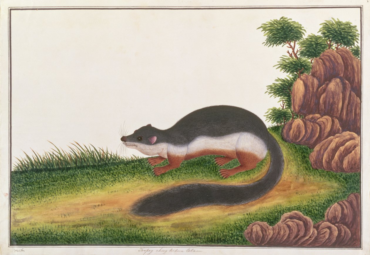 Prevosts Squirrel, Rajzok állatokról, rovarokról és hüllőkről Malaccából, 1805-1818 körül (guache és wc papíron) alkotó: Chinese School