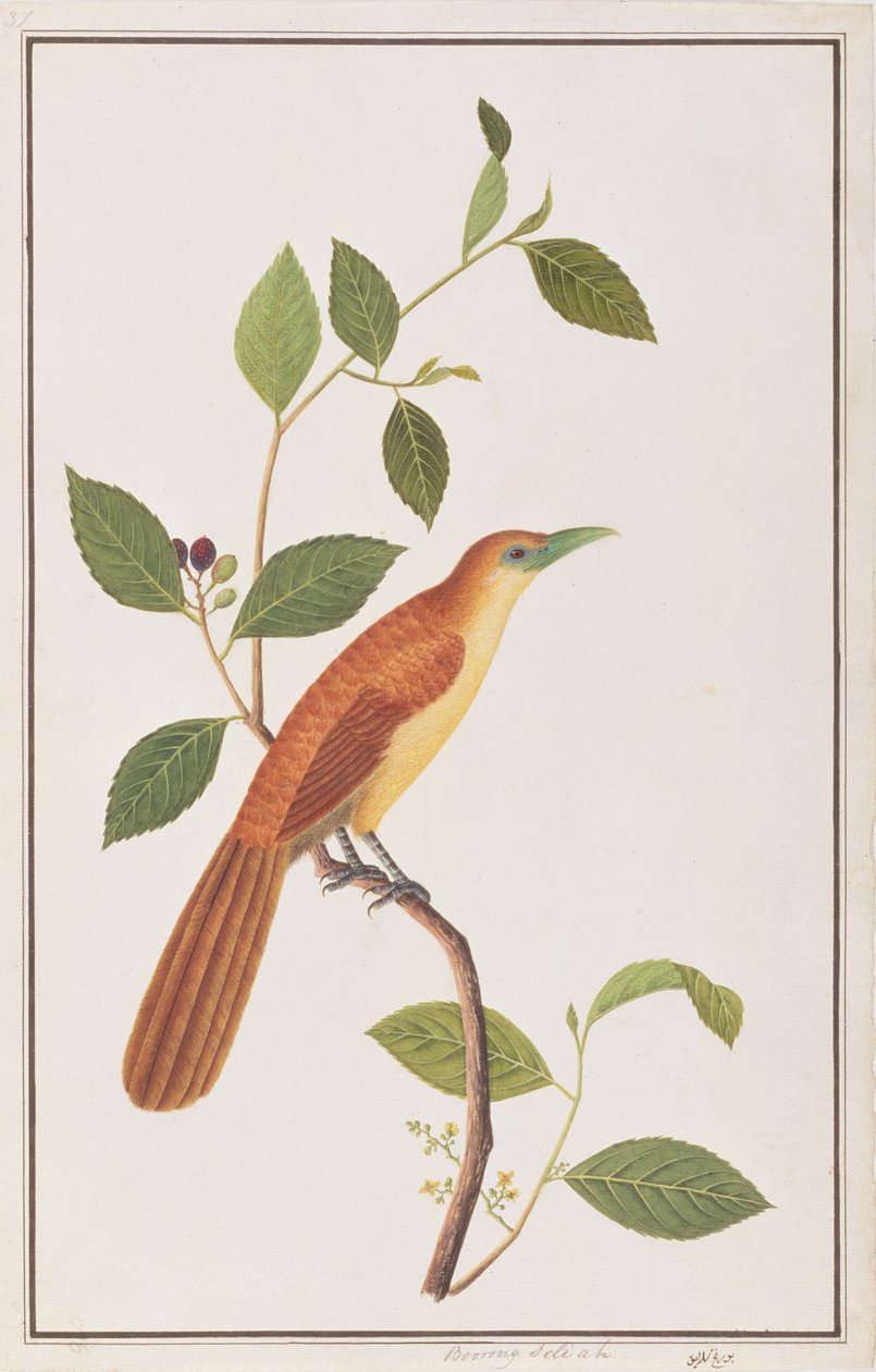 Tombola Malkoha, a Madarak rajzaiból, 1805-1818 körül (wc papíron) alkotó: Chinese School