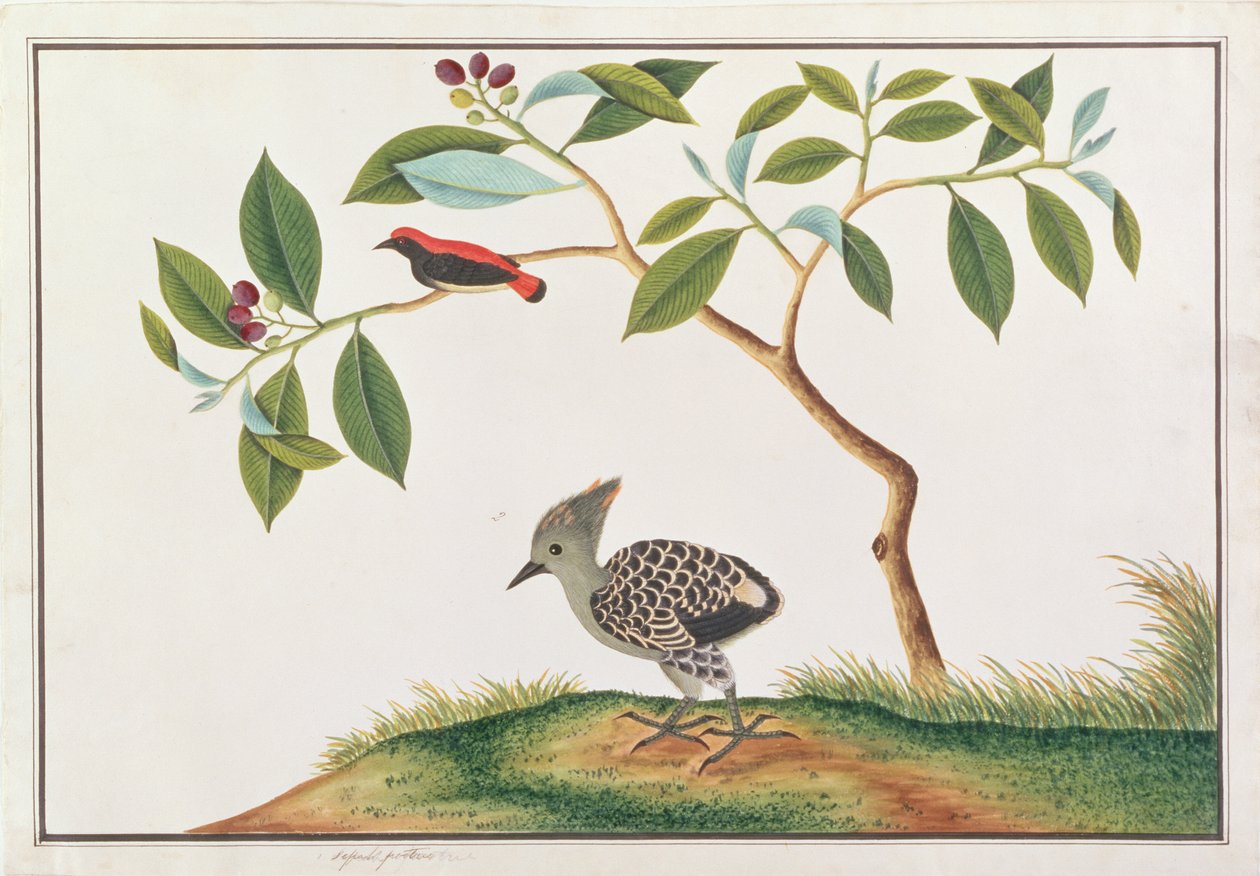 Skarláthátú virágkopáncs szürke-bőrfakopáncssal, a Malaccai madarak rajzaiból, 1805-1818 körül (wc papíron) alkotó: Chinese School