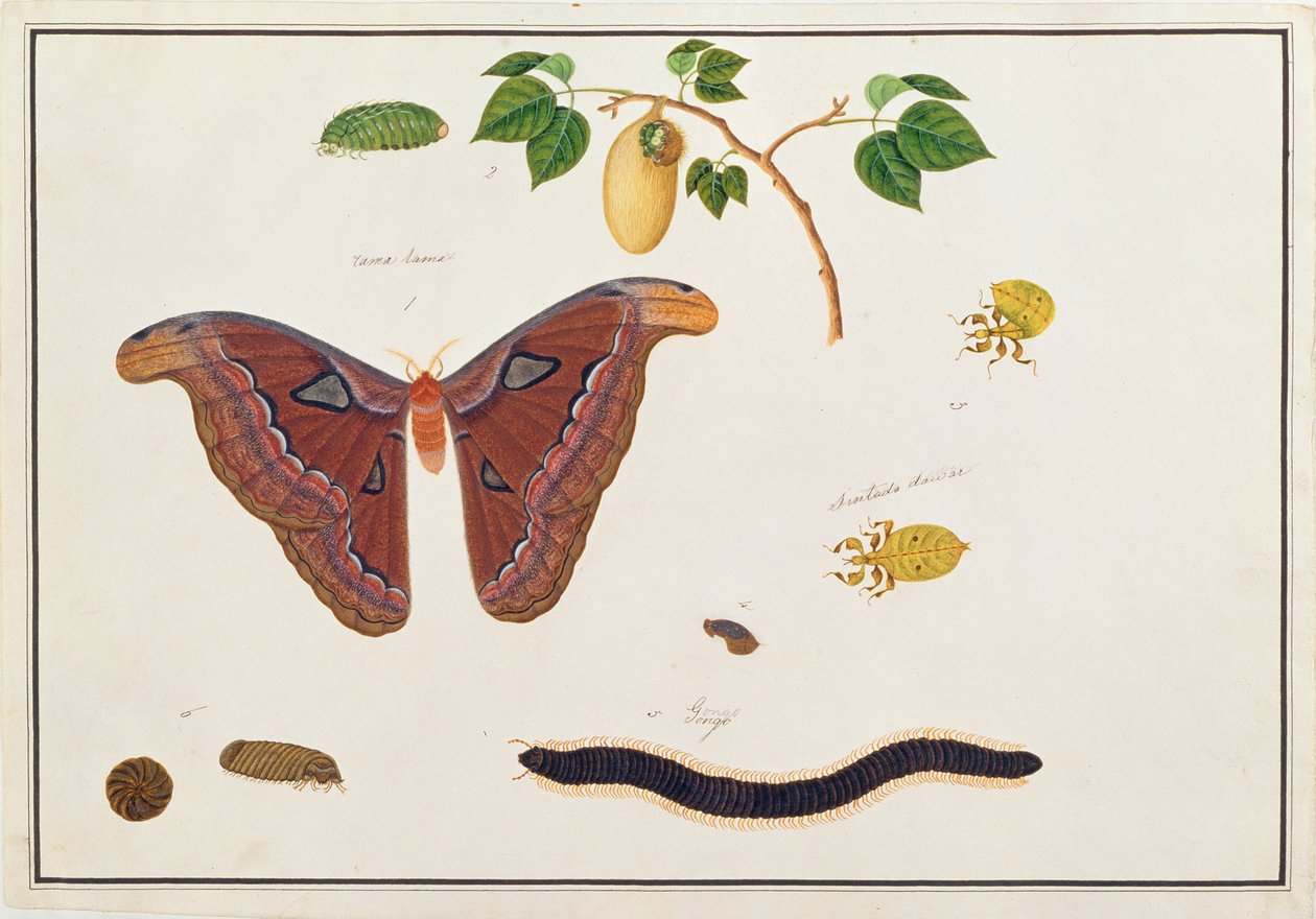 Hat ízeltlábú, a Malaccai állatok, rovarok és hüllők rajzaiból, 1805-1818 körül (wc és gouache papíron) alkotó: Chinese School