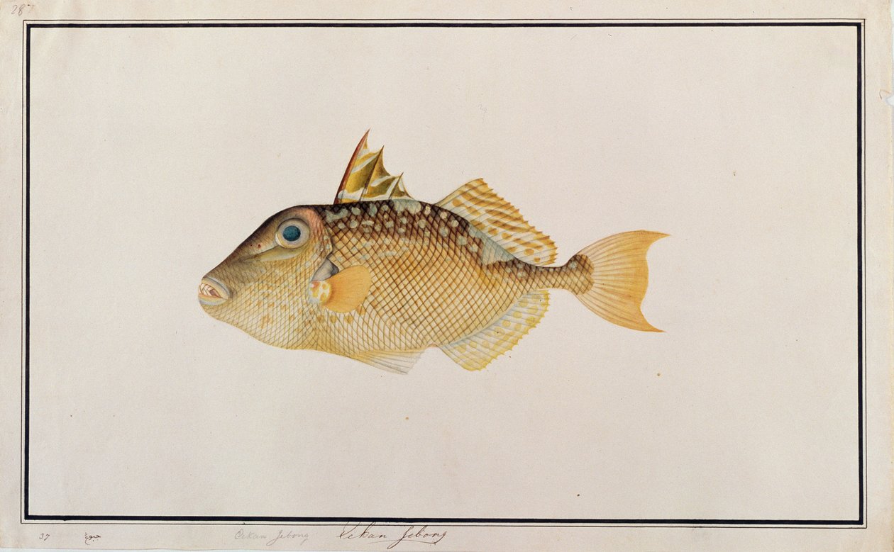 Starry Triggerfish, a Drawings of Fishes from Malacca, 1805-1818 körül (wc papíron) alkotó: Chinese School