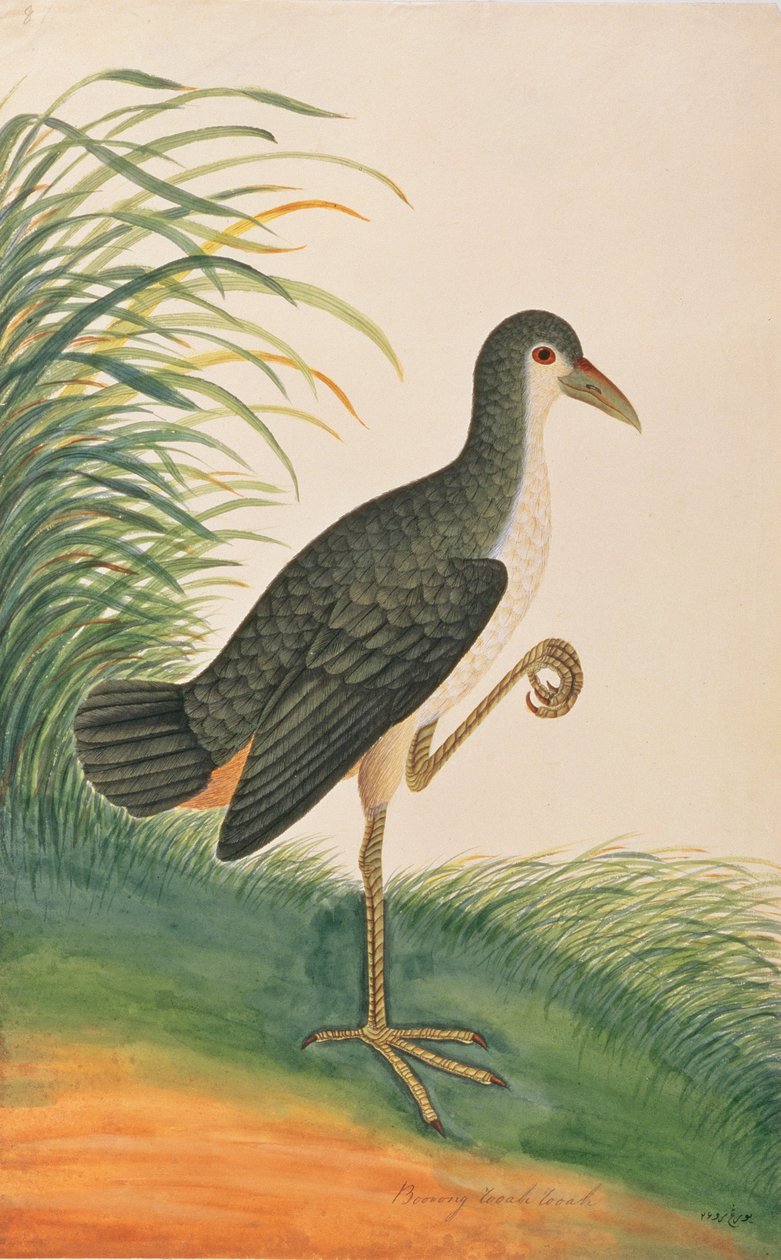 Fehérmellű vízi tyúk, a Malaccai madarak rajzaiból, 1805-1818 körül (wc papíron) alkotó: Chinese School