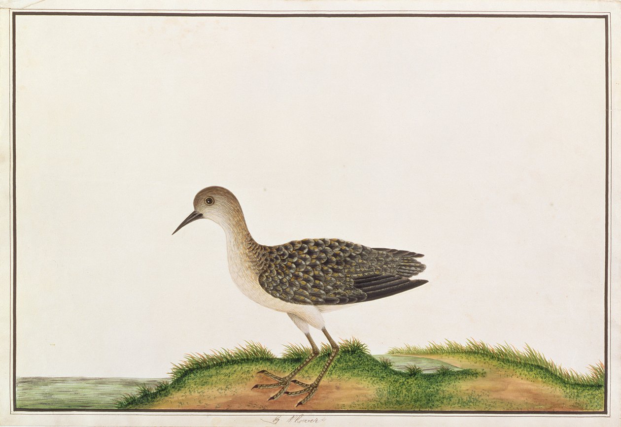 Wood Sandpiper, a Drawings of Birds from Malacca, 1805-1818 körül (wc papíron) alkotó: Chinese School