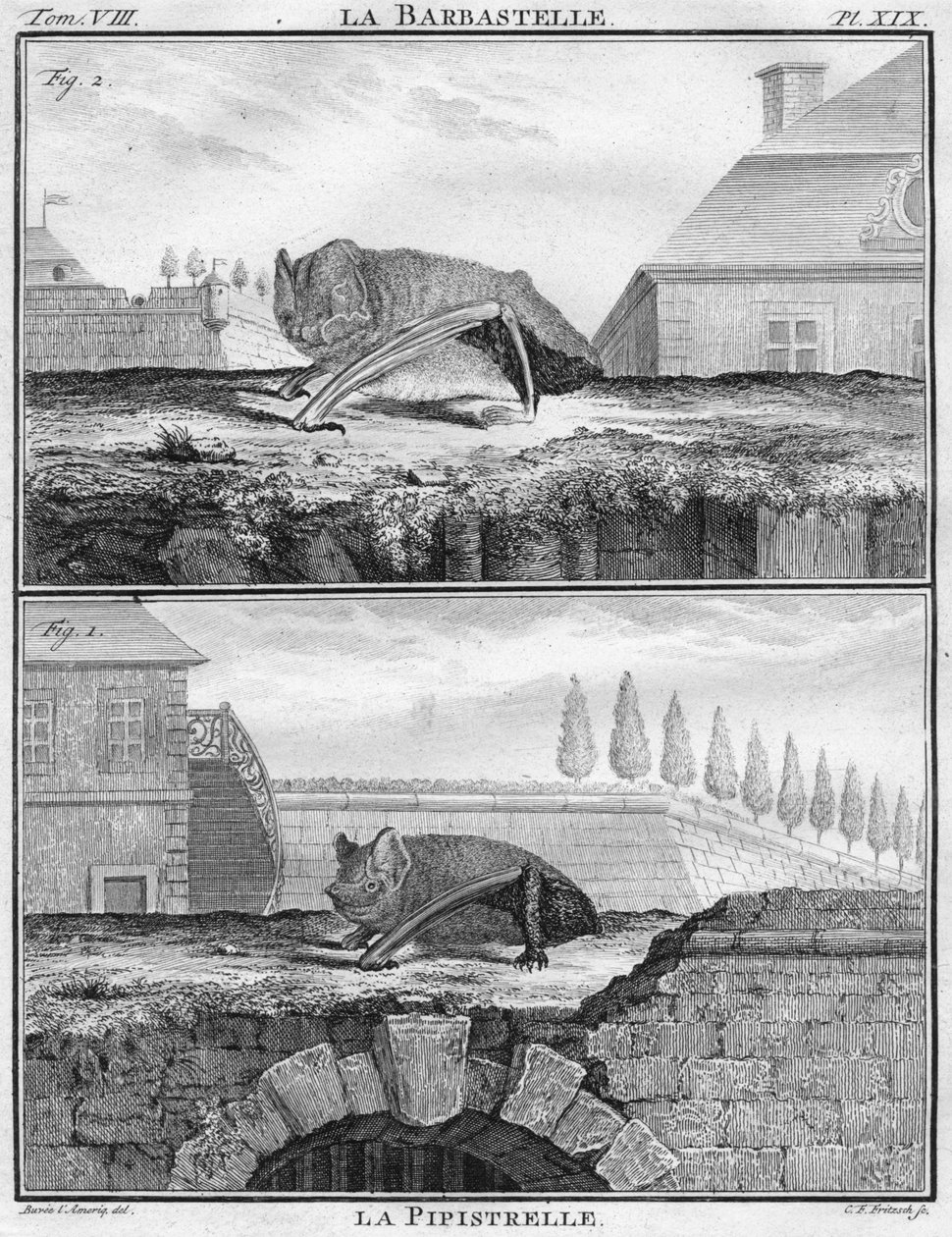 La Barbastelle & La Pipistrelle, 1763. alkotó: Christian Friedrich Fritzsch