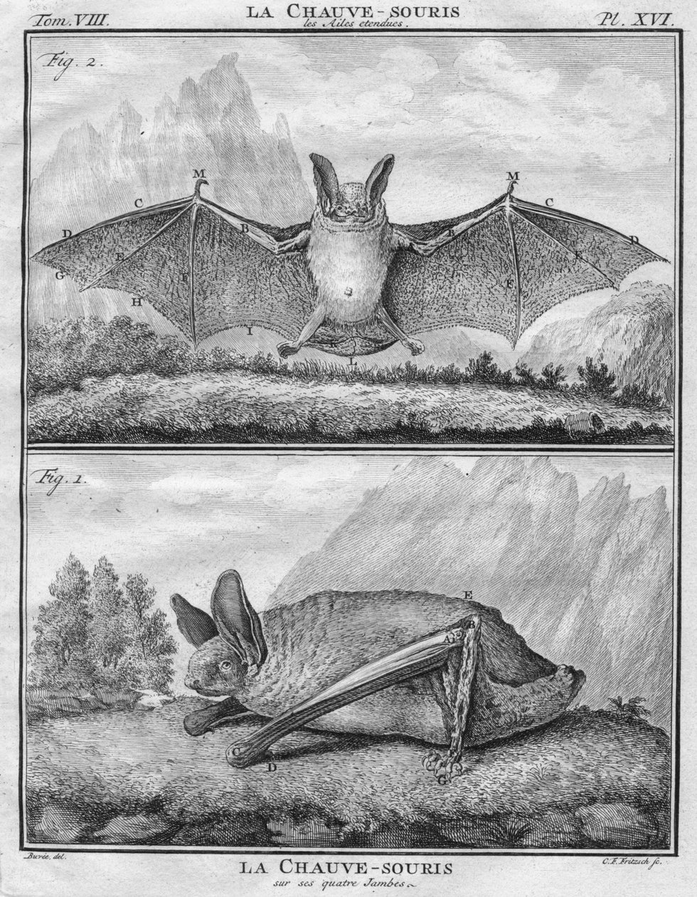 A denevér szárnyai hallatszanak a The Four Legs -nél, 1763. alkotó: Christian Friedrich Fritzsch