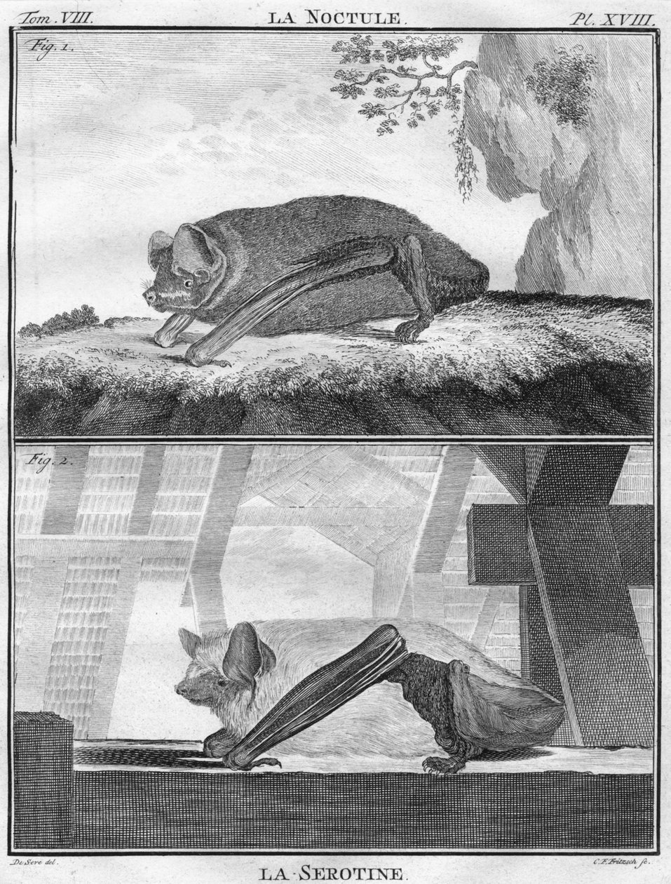 La Noctule & La Serotine, c1763. alkotó: Christian Friedrich Fritzsch