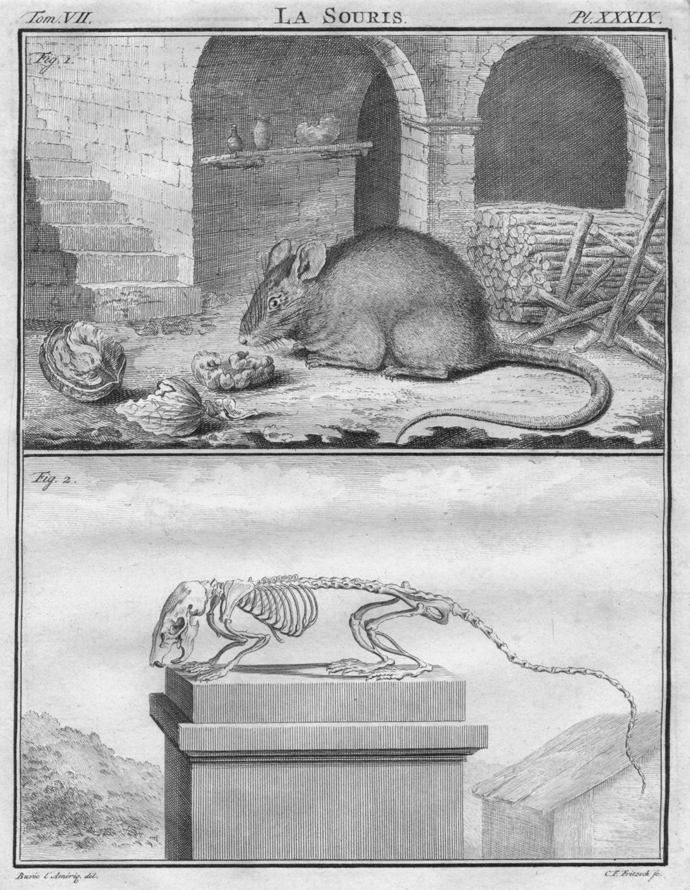 Az egér, c1763. alkotó: Christian Friedrich Fritzsch