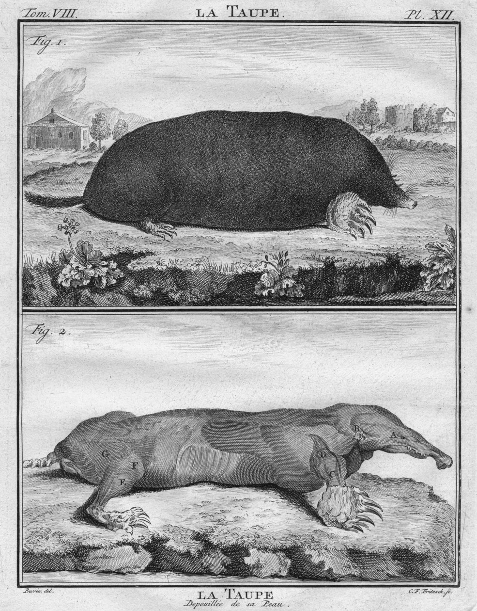 A vakond és a bőrétől megfosztott anyajegy, c1763. alkotó: Christian Friedrich Fritzsch