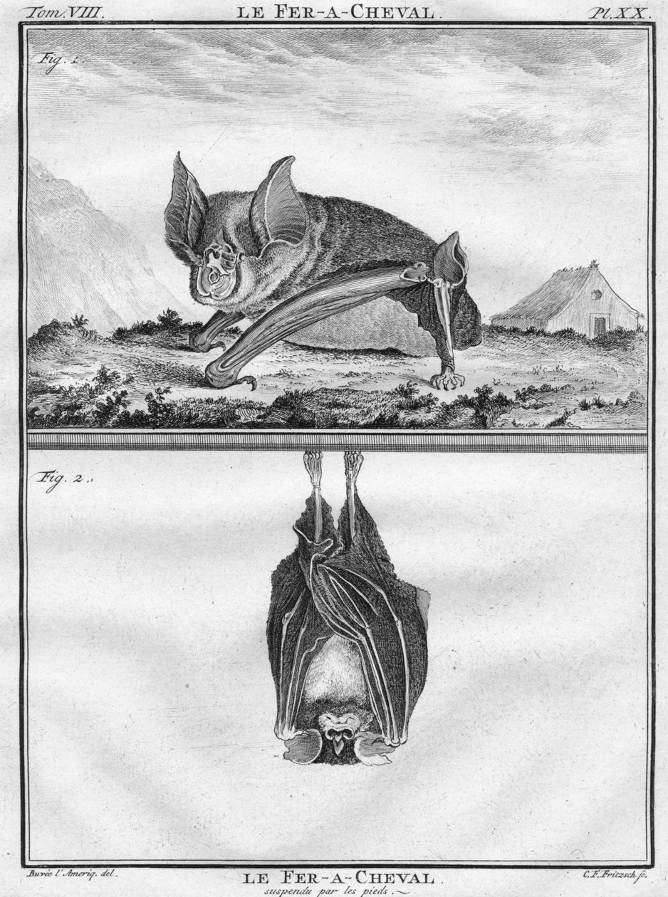 Le Fer-A-Cheval és Le Fer-A-Cheval lábra függesztve, c1763. alkotó: Christian Friedrich Fritzsch
