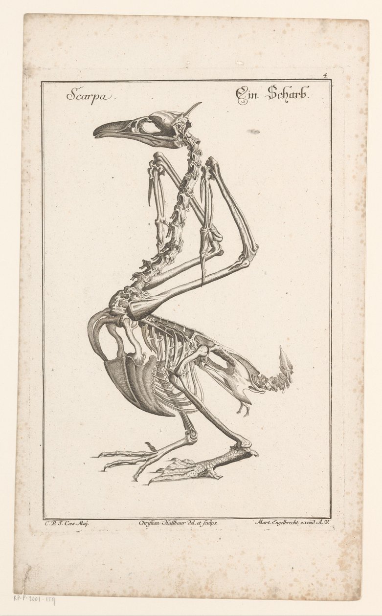 Skeleton van een aalscholver Scarpa / A Sharb (cím a tárgyon) Különböző Sceleta vagy Leg Bodies (sorozat címe) alkotó: Christian Hallbaur