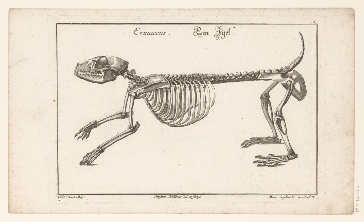 Egy sündisznó csontváza Erinaceus / Ein Egel (cím a tárgyon) Unterschiedliche Sceleta vagy Bone-Cörper (sorozat címe) alkotó: Christian Hallbaur