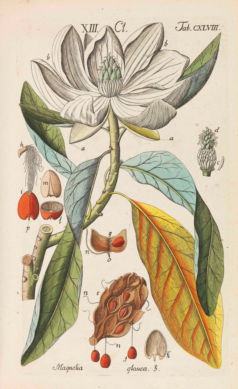 Botanikai kézikönyv, 1808. alkotó: Christian Schkuhr