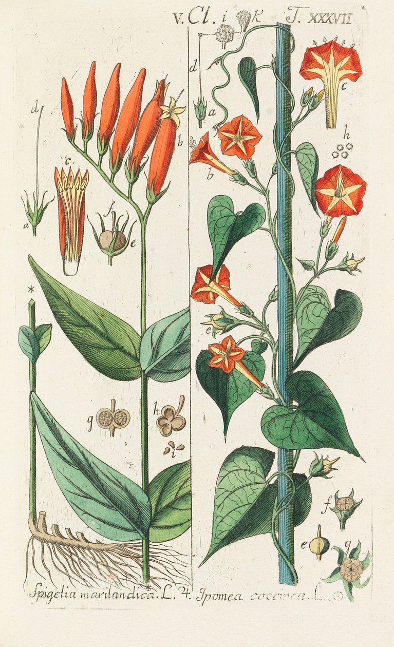 Botanikai kézikönyv, 1808. alkotó: Christian Schkuhr