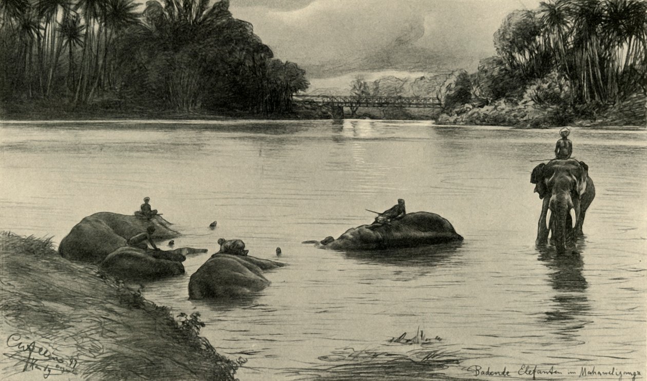 Elefántok fürdőznek a Mahaweli folyóban, Ceylon, 1898. alkotó: Christian Wilhelm Allers