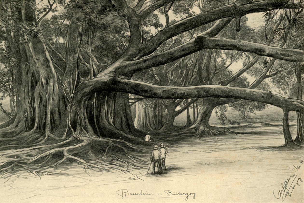 Óriásfák a jávai Buitenzorgban, 1898. alkotó: Christian Wilhelm Allers