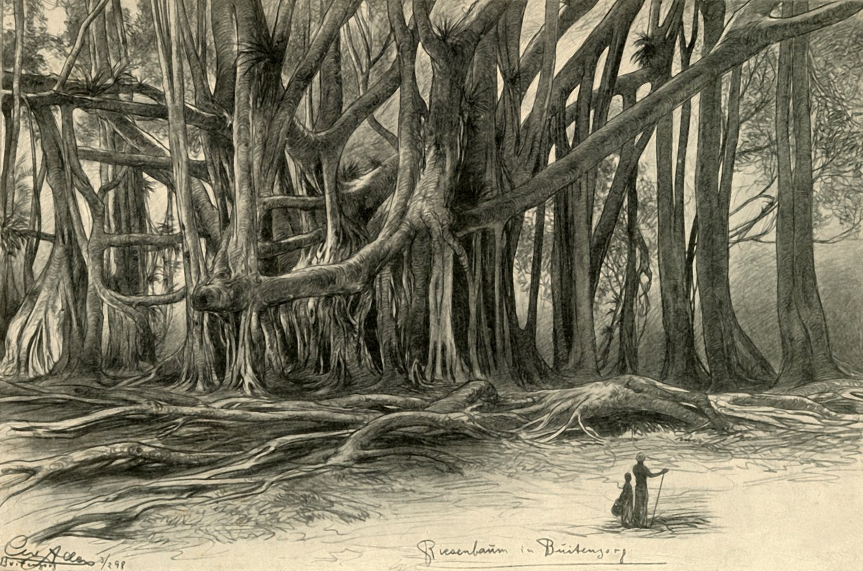 Óriásfák a jávai Buitenzorgban, 1898. alkotó: Christian Wilhelm Allers