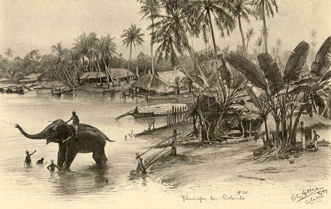 Elefánt mosása a folyóban, Colombo, Ceylon, 1898. alkotó: Christian Wilhelm Allers
