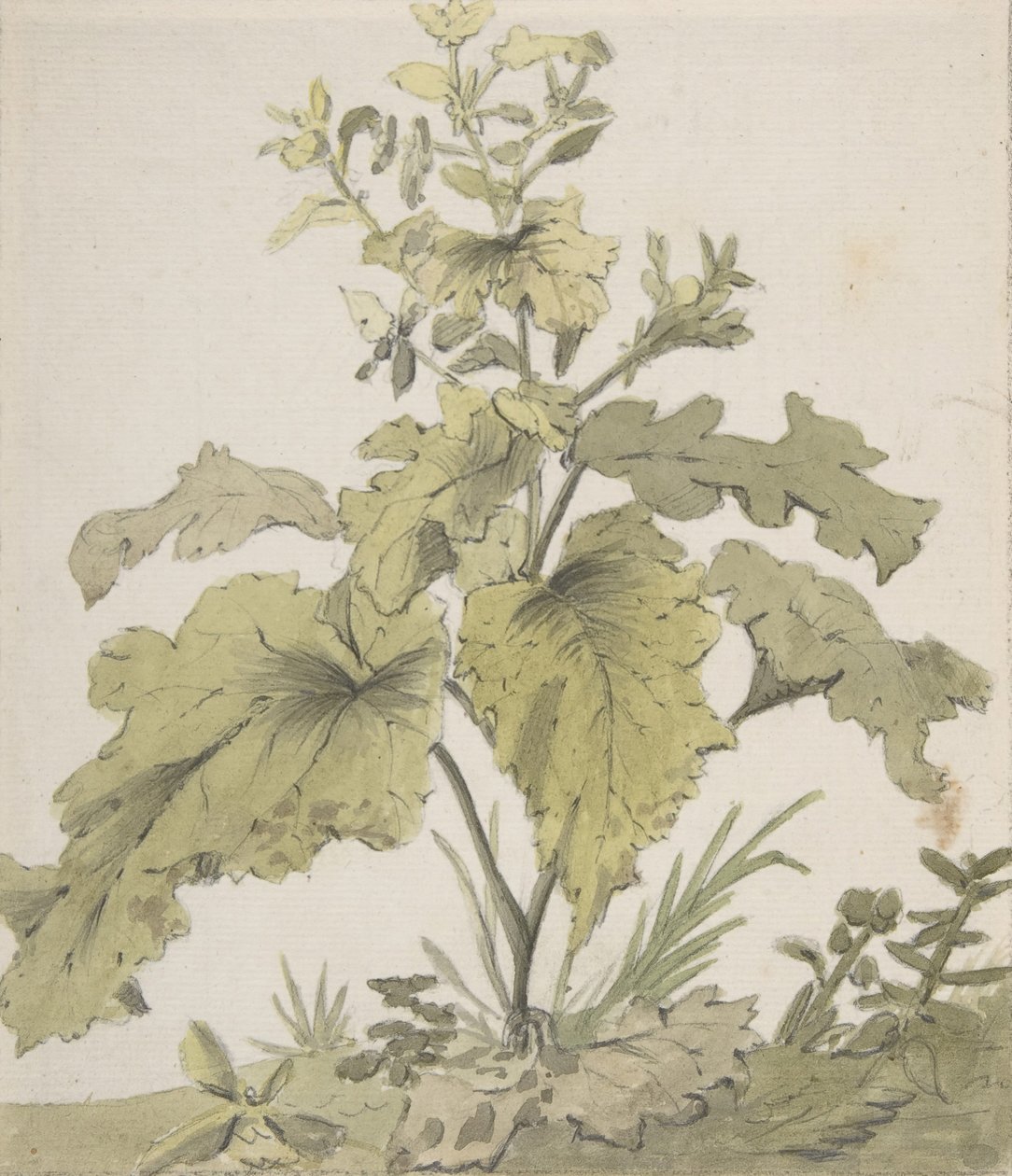 Tanulmány egy növényről, 1712-74. alkotó: Christian Wilhelm Ernst Dietrich
