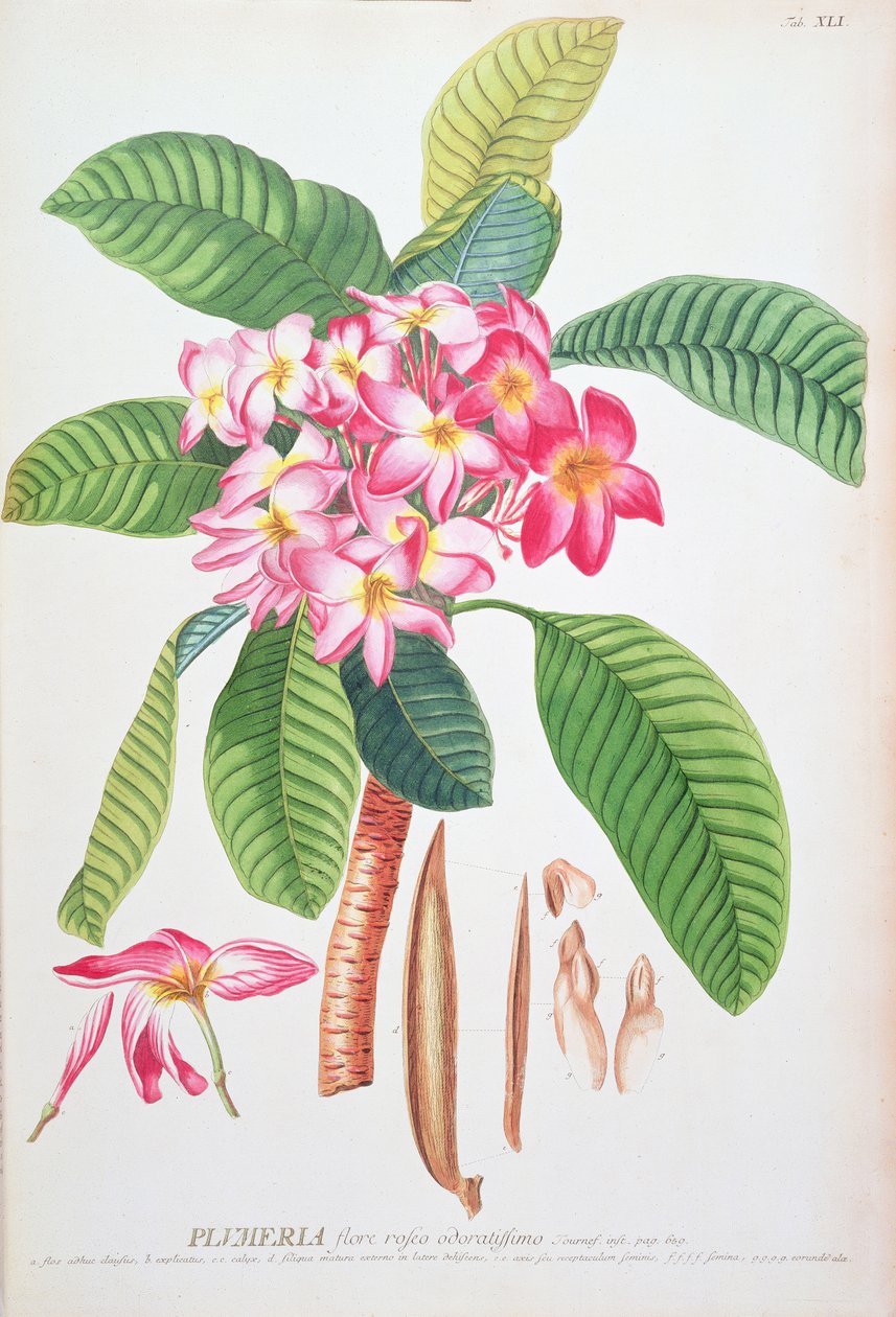 Plumeria: Christoph Jacob Trew és Georg Dionysius Ehret (1710-70) Plantae Selectae című művéből; Frangipanier; alkotó: Christoph Jacob & Ehert Georg Dionysius Trew