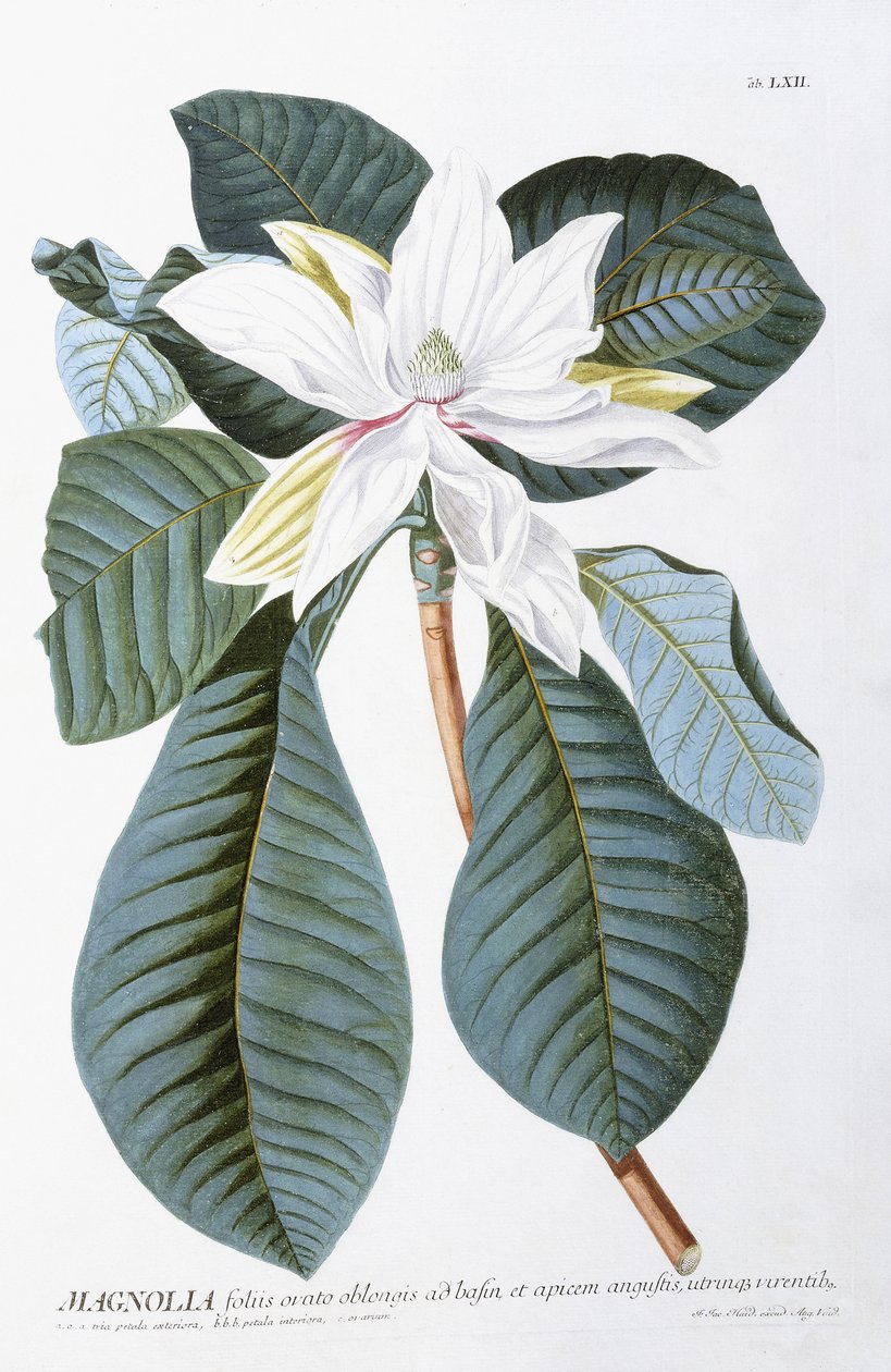 Magnólia, 1750-1773 alkotó: Christoph Jacob Trew