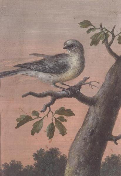Madár az ágon, (gouache), (lásd még 60075) alkotó: Christoph Ludwig Agricola