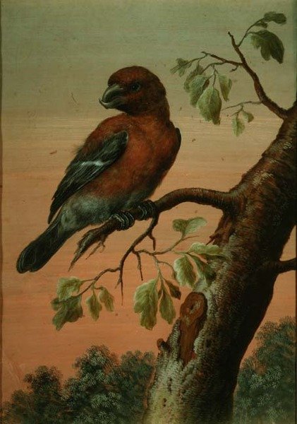 Papagáj az ágon, (gouache),(lásd még 60076) alkotó: Christoph Ludwig Agricola