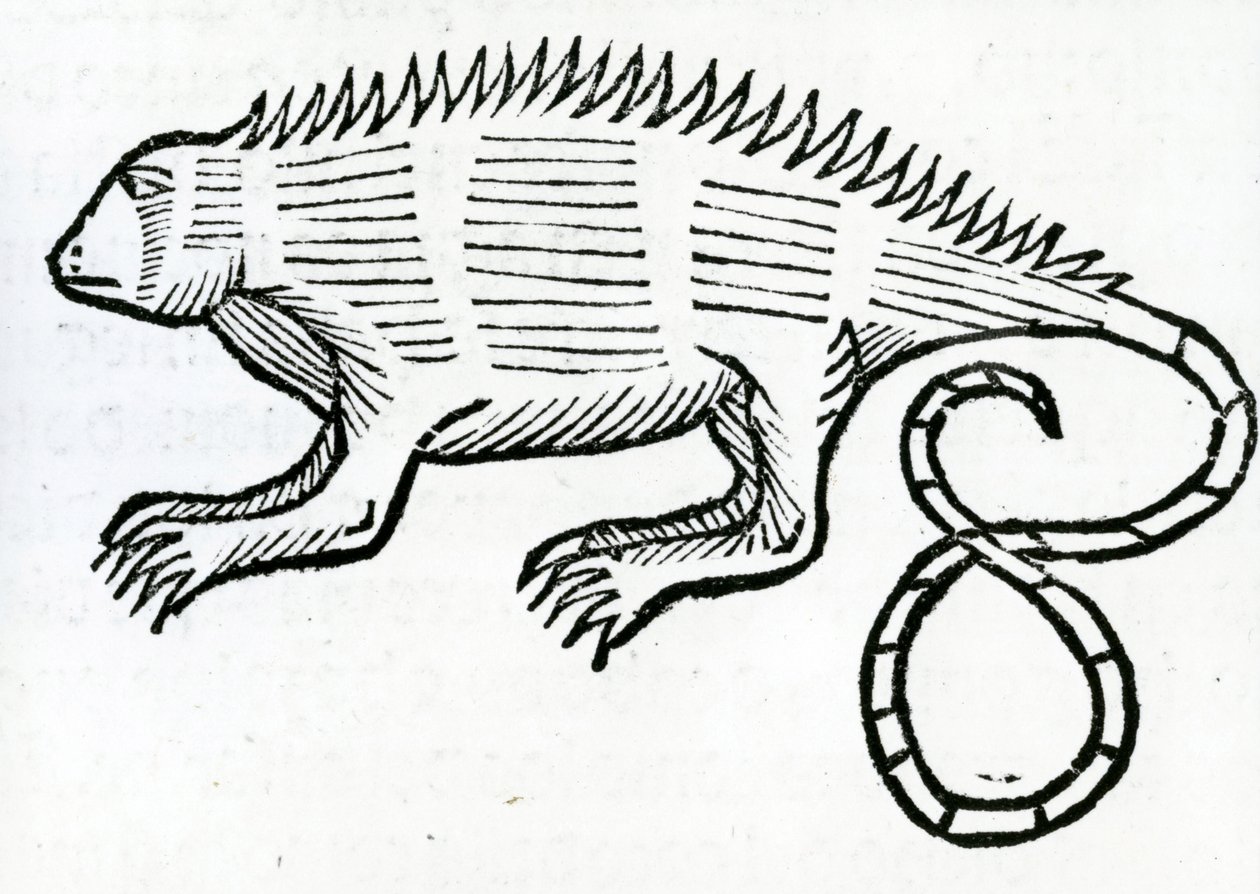 Iguana az „India általános történetéből” 1547 alkotó: Christopher Columbus