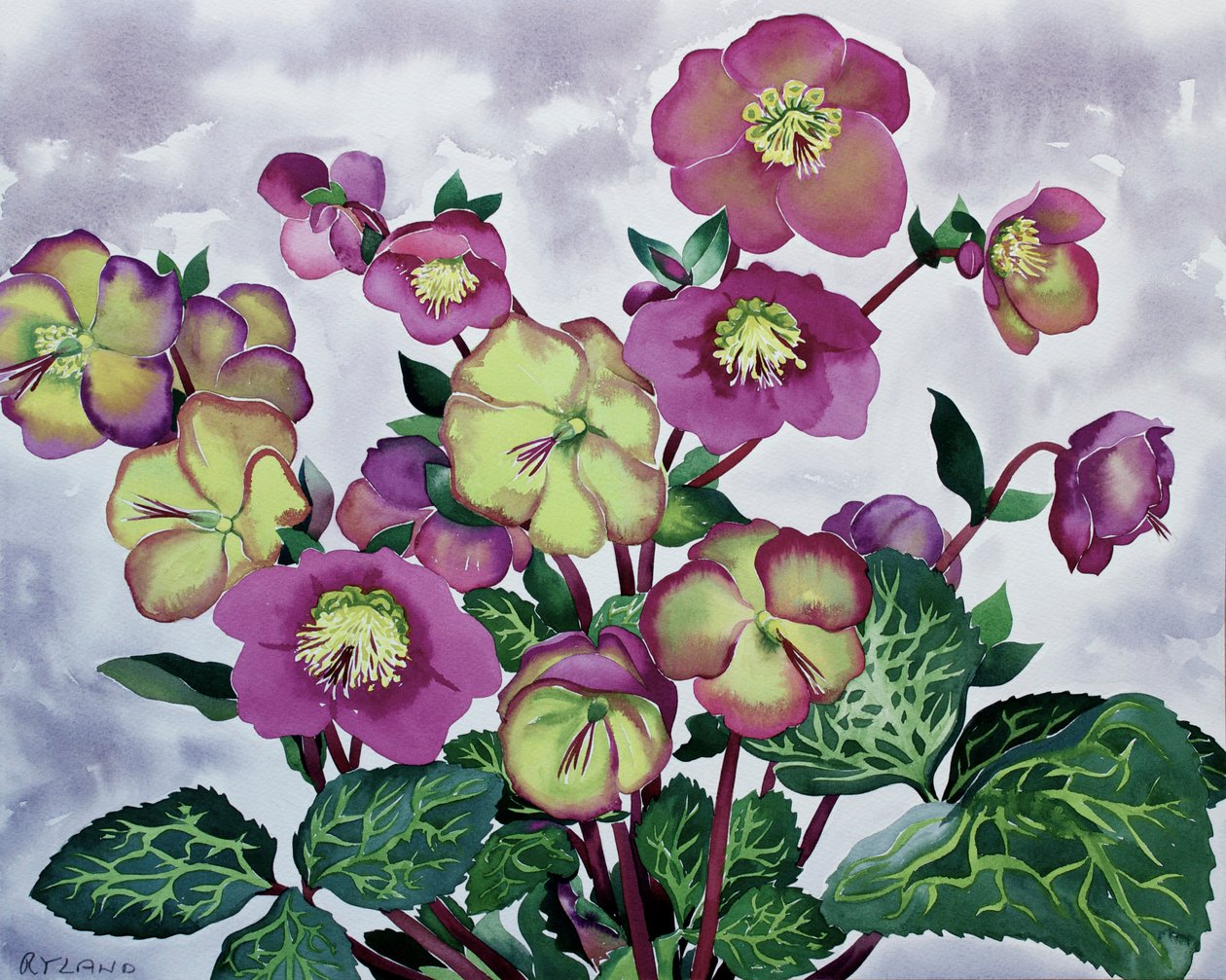 Helleborus (2) alkotó: Christopher Ryland