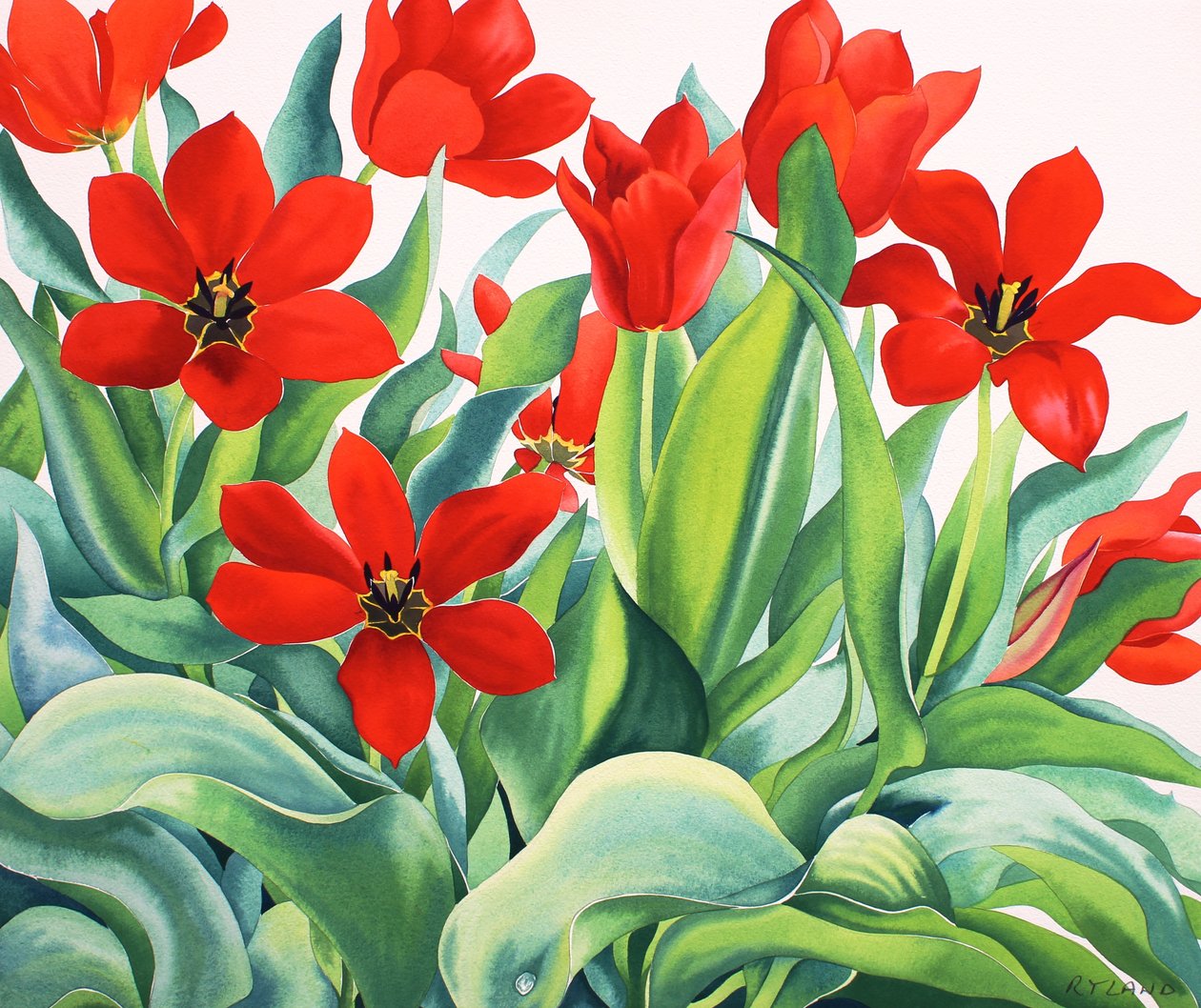 Madame Lefeber tulipánok (akvarell papíron) alkotó: Christopher Ryland
