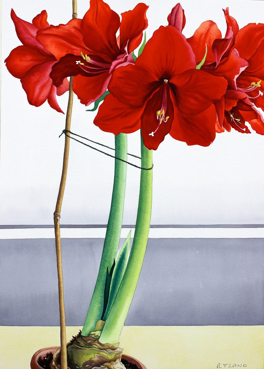 Piros Amaryllis 2 (akvarell papíron) alkotó: Christopher Ryland