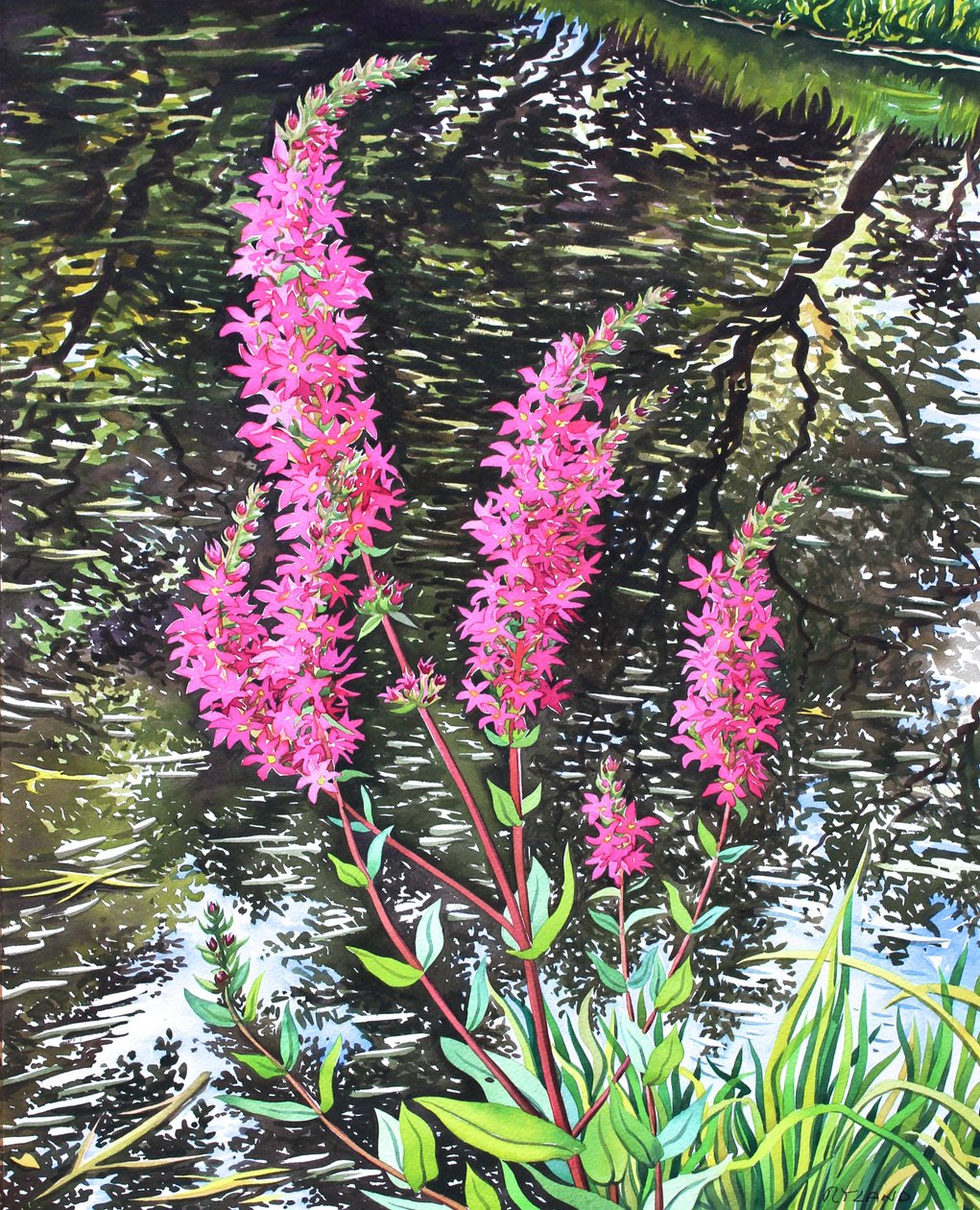 Wild Loosestrife (akvarell papíron) alkotó: Christopher Ryland