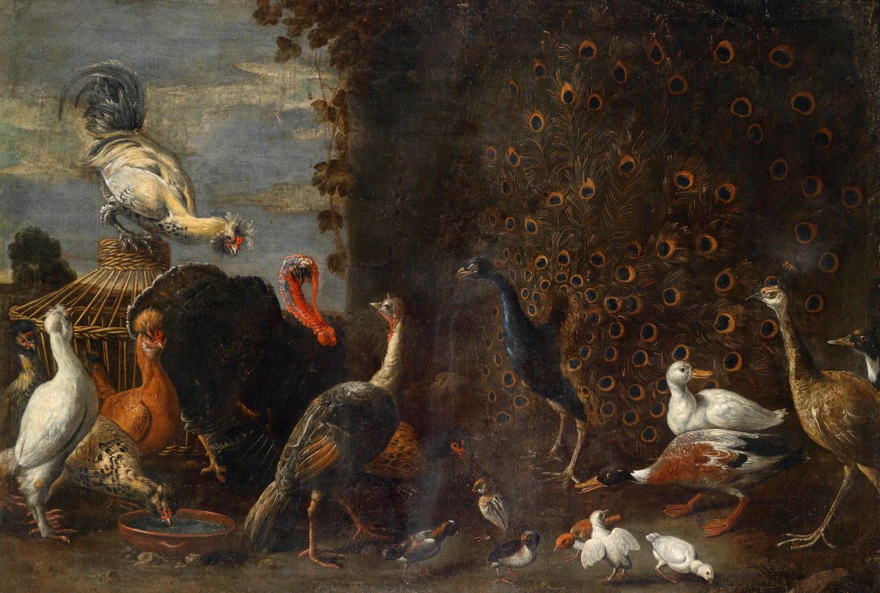 Csirkeudvar páva pulykával és kacsákkal alkotó: Circle of Adriaen van Utrecht