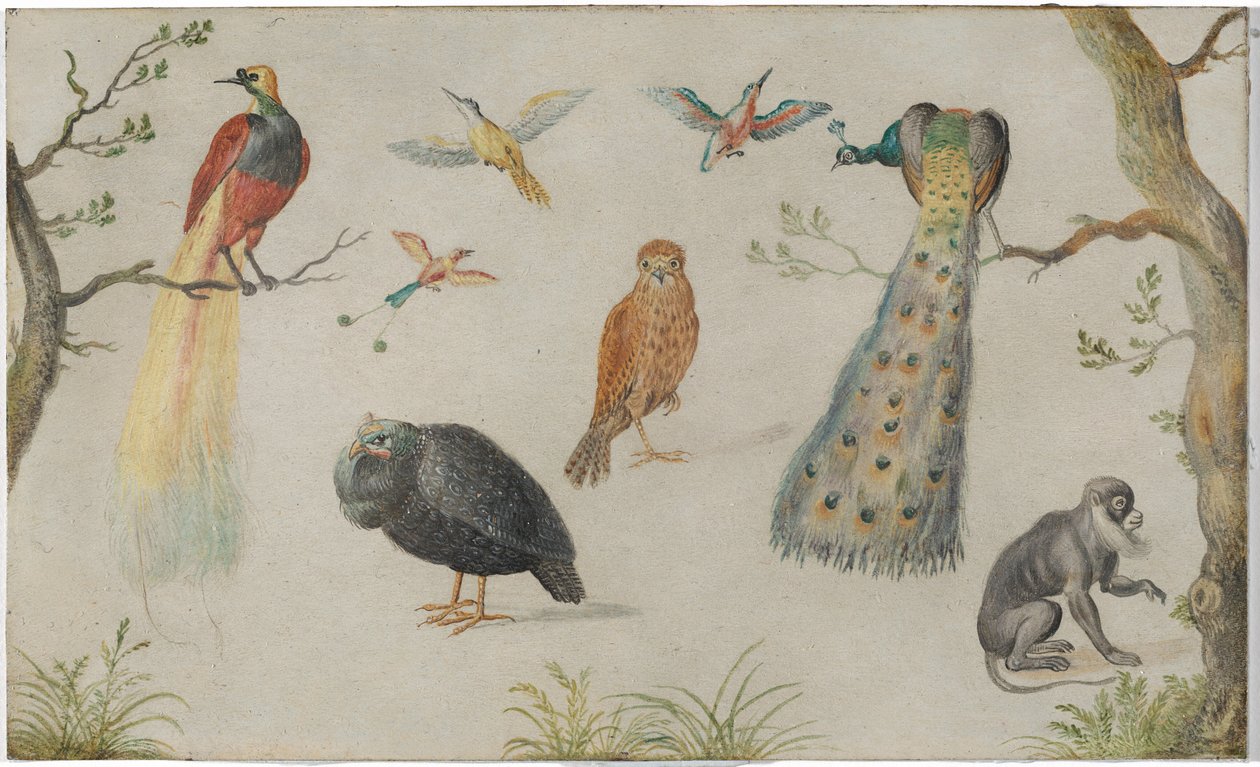 Madarak és majom tanulmányozása alkotó: Circle of Jan van Kessel the Elder