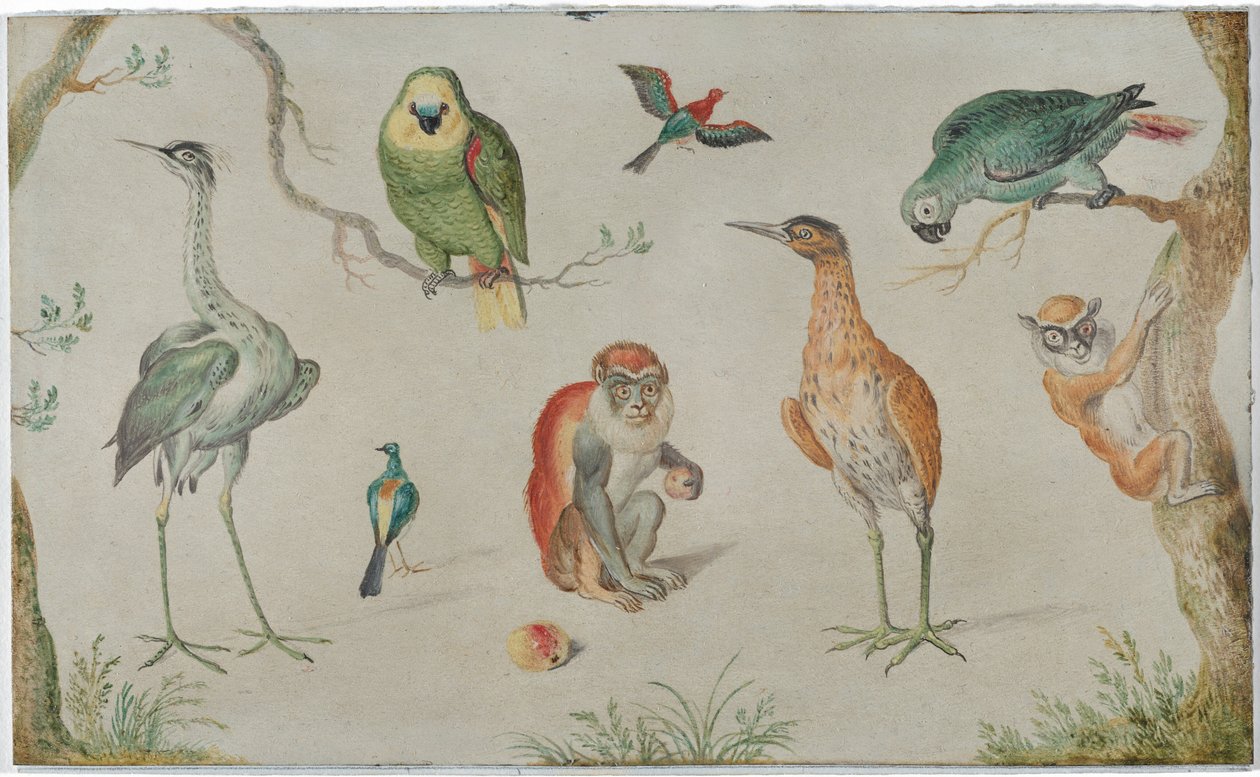 Madarak és majmok tanulmányozása alkotó: Circle of Jan van Kessel the Elder