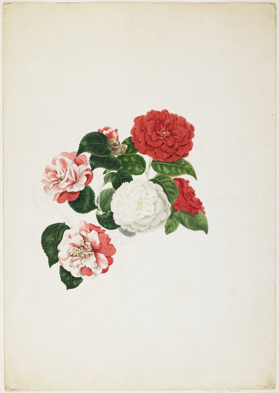 Közönséges kaméliák (Camellia japonica) (wc és grafit papíron) alkotó: Clara Maria Pope