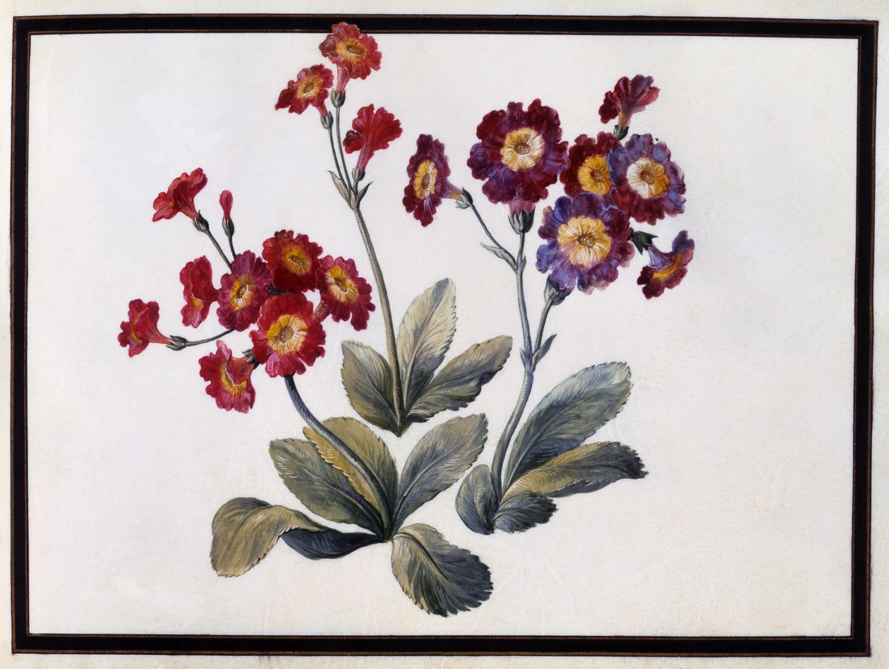 Auricula, 1690 körül alkotó: Claude Aubriet